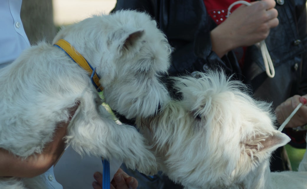 Замечательные вЭсти